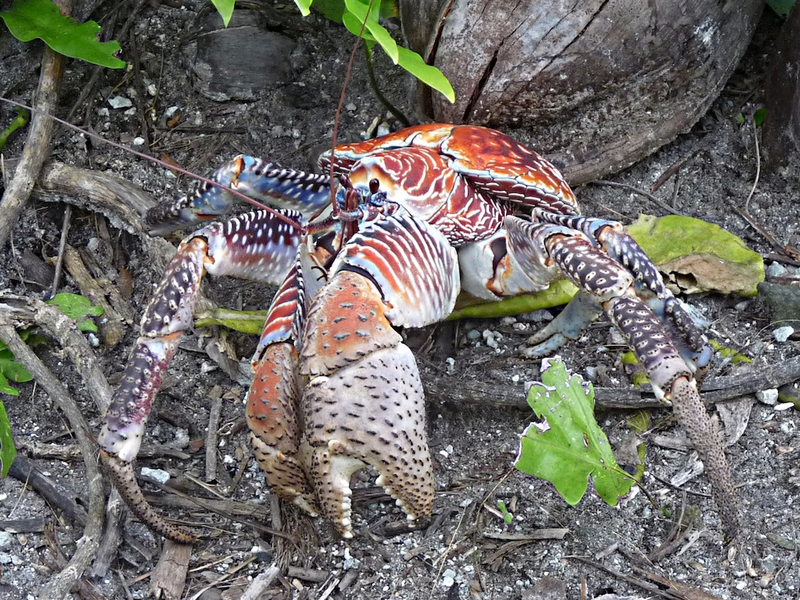Illustration for article titled Weekend Nightmare Fuel: The Biggest Crawling Animals on Earth